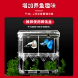 Павлиновая рыба беременная мать живая рыба цветок, наблюдая за рыбой, живая тропическая тропическая пресная вода, питательная живая рыба зебра