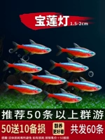 1,5-2 см. Баолианский фонарь 50 штук, чтобы отправить 10 подготовков