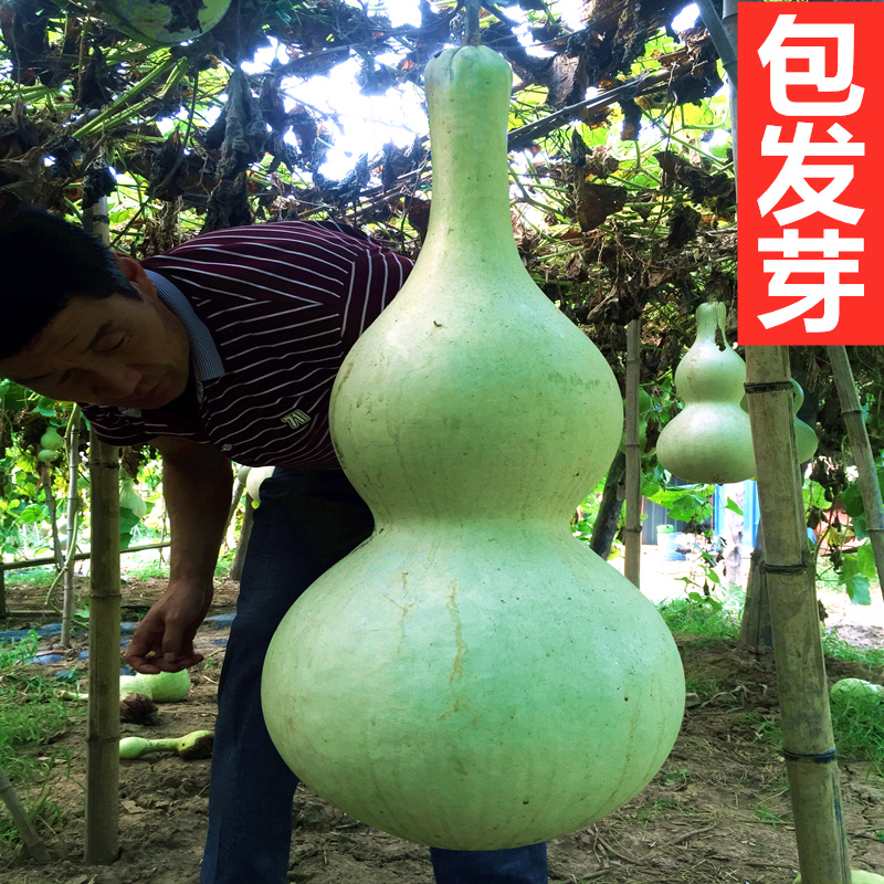Green plant ornamental gourd seedlings extra large gourd seed seeds play small gourd seeds eight treasures ant belly gourd seed