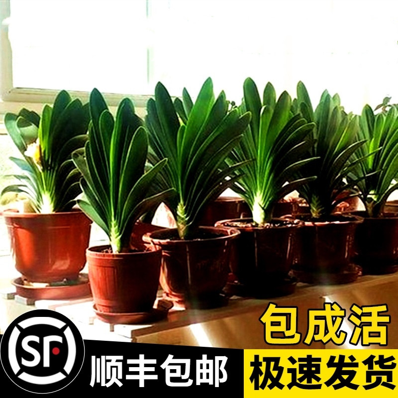 Jun Zilan Boutique With Flower Bud Shipment Advanced Potted Flowers Small Fry Green Planting Room For Good Support desk Desktop