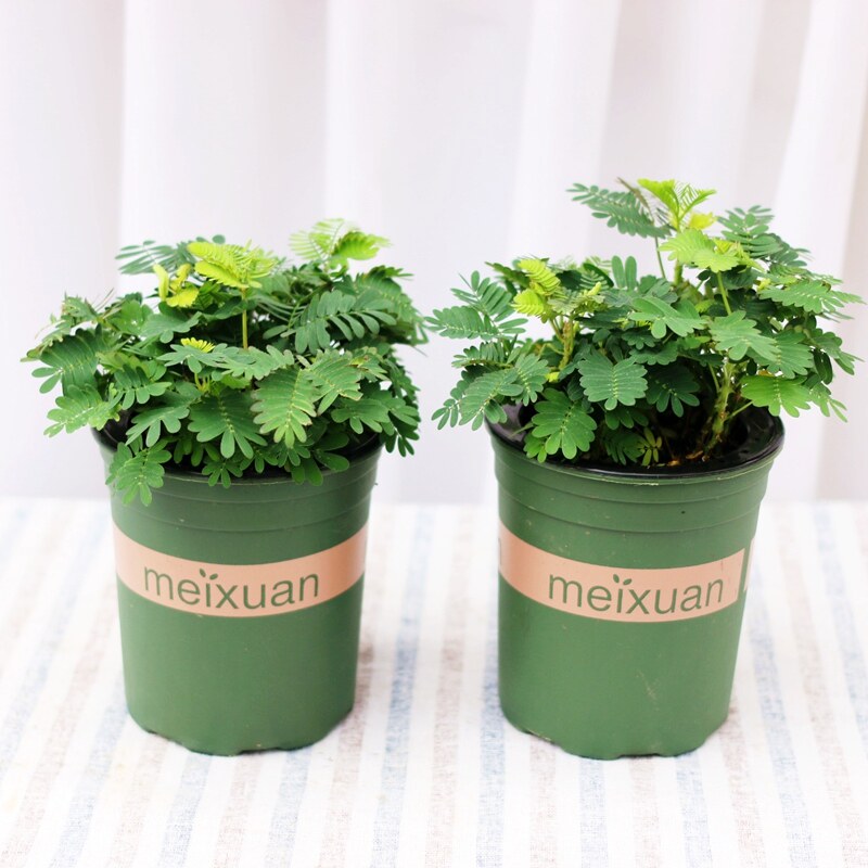 With Shy Grass Small Potted Plant Indoor Plants Good Breeding Bonsai Green Planting Desk Tabletop Easy To Live Balcony Room Fun