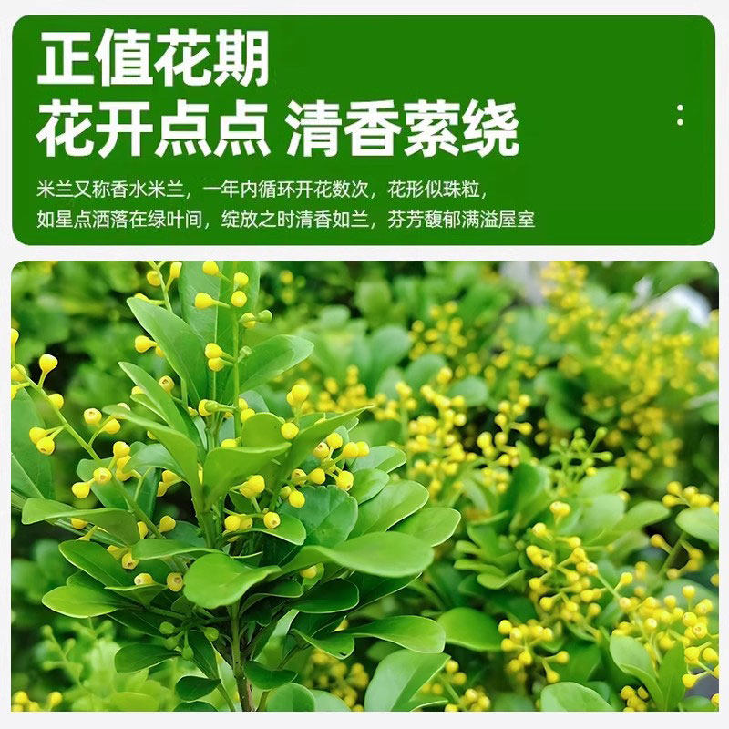 香水米兰四季开花，阳台庭院必备浓香盆栽，2026流行趋势是什么？