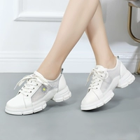 Белая сетчатая дази