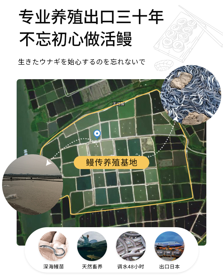 鳗传 日式蒲烧鳗鱼 500g 整条大号鳗鱼 图8