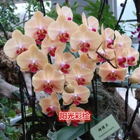 6. Солнечная живопись