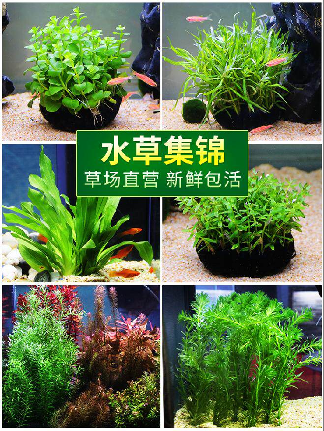 The green plant in the fish tank, the real water in the fish tank, the stone watergrass fishbowl building of the small turtle