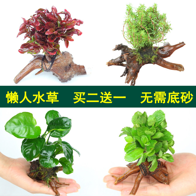 Green plants in the fish tank Hydroponic Real aquatic plants in the fish tank Stone aquatic plants for small turtles Lazy people