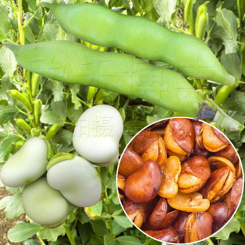 Extra-large broad bean seeds in spring and autumn Big Dipper seven star seeds high yield early maturing farmer Luohan bean four seasons vegetable seed