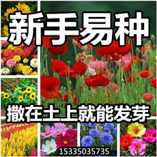 подсвечник Гипсофила цветочные виды различные напольные