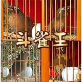 Doubi King Bird Bird Bird Fed Feds Fedmade Feed Feating Bird Fighting Bird Food Rift 500G