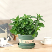 Мята【Жирный галлон】