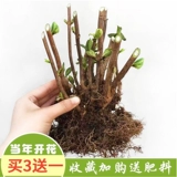 Cold 10 -Year -Sold Cule Big Flower Embos имели цветы и саженцы, бесконечные летние саженцы цветов гортензии, восемь бессмертных цветочных балконов