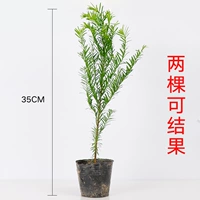 Отличная цена [20-40 см]