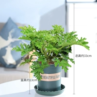 Средство от комаров [банка 0,5 галлона]