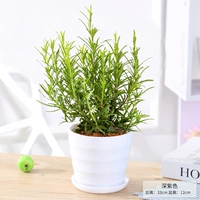 Розмари-труба [Резьбовая раковина]