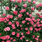 Четыре сезона розовые саженцы виноградные растения балкон балкон роза стена роза Большой цветочный садовый садовый виноградный растение цветы