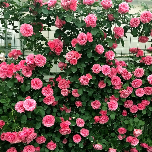 Четыре сезона розовые саженцы виноградные растения балкон балкон роза стена роза Большой цветочный садовый садовый виноградный растение цветы