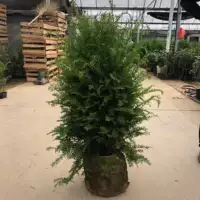 Тис южный 1-1,2 метра высотой.