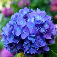 Голубой океан полон саженцев в течение 10 лет (купить три, получи один бесплатно)