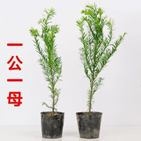 Супер выгодная цена [20-40 см] один кобель и одна самка.