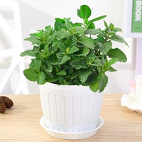 Мята [белая деревянная бочка]