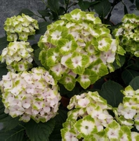 10-летние саженцы Magic Noble в полном цвету (купи три, получи один в подарок)