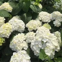 Святые 10 -летящие саженцы полны цветов (купите три, получи один бесплатно)