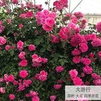 Парад (Цветы во все времена года)