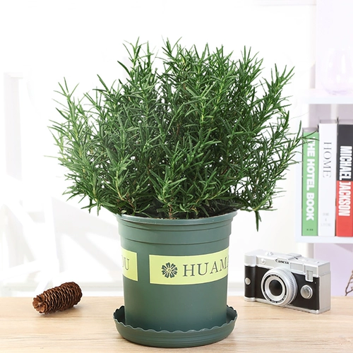 Мята розмариновый горшечный растения могут быть съедобными и очищенными воздушными зелеными растениями.