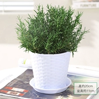 Средний горшок для розмарина [горшок из белого бамбука]