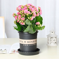 Прекрасный розовый цветок долголетия (галлонный горшок)