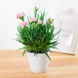 Грамоволочные саженцы цветов с цветочными почками, большими цветами, дигантом, цвету