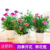 Грамоволочные саженцы цветов с цветочными почками, большими цветами, дигантом, цвету