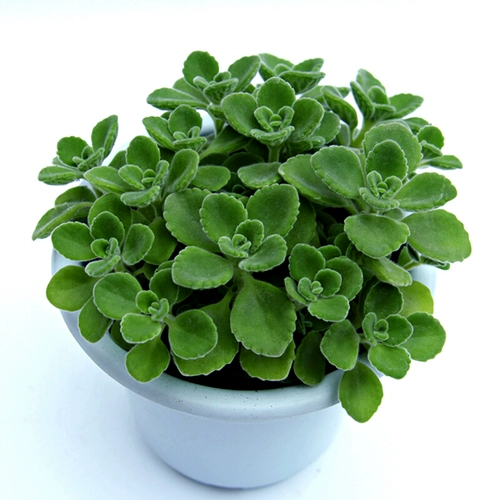 Натыкающие ароматические растения с ароматами ванильные сочные растения комар