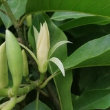 Белые орхидеи, цветочные растения в горшках, комнатные саженцы магнолии с бутонами, цветущими в любое время года, ароматные орхидеи желтого рога во дворе.