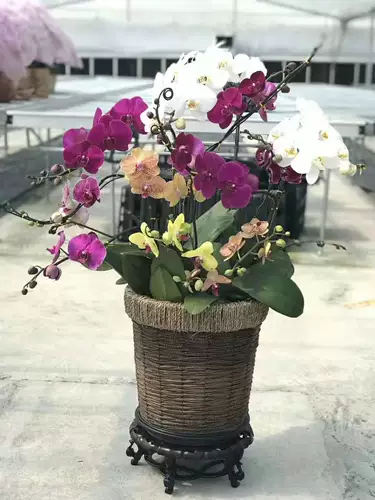 Рассады Phalaenopsis, в горшках с цветами, мечами, цветочными бутонами, большими саженцами орхидей