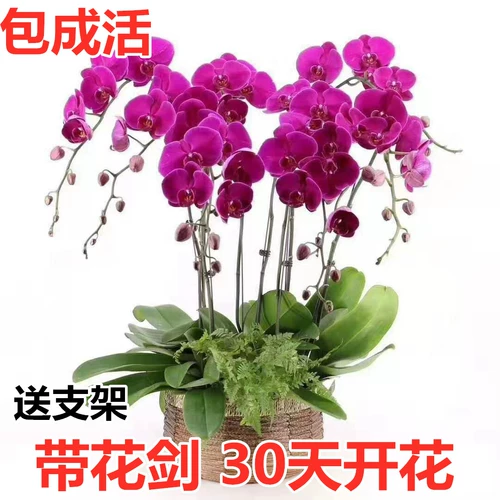 Рассады Phalaenopsis, в горшках с цветами, мечами, цветочными бутонами, большими саженцами орхидей
