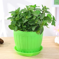 Мята [зеленая деревянная бочка]