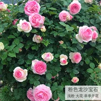 Gem Pink Dragon (одиночный сезон)