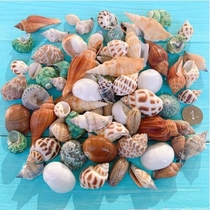 Natural Shell Sea Snail Sea Star Diy Home Decoration Handicraft Swing Piece Kindergarten Gift Fish Tank Water Group View