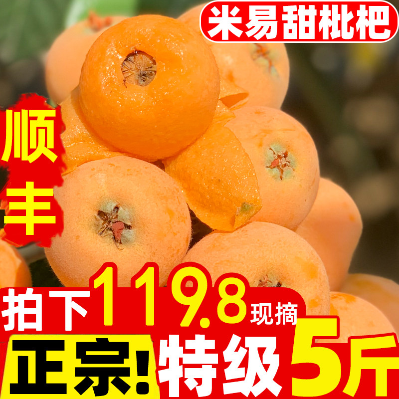 Special grade rice easy loquat fresh big fruit 5 kg five-star pipa ...