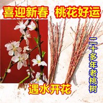 Peach-Blossom Branch Fresh Peach Bubble Water Open Real Flower Water Nourishing Flower Arrangement Bottle Dry Flower Bag Spring Festival Living-room Decorated Peach Tree Branches