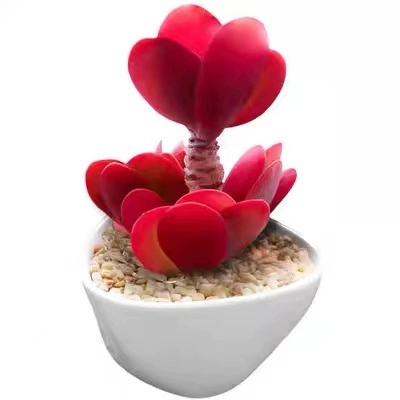 Новые суккуленты для внутреннего и уличного балкона.