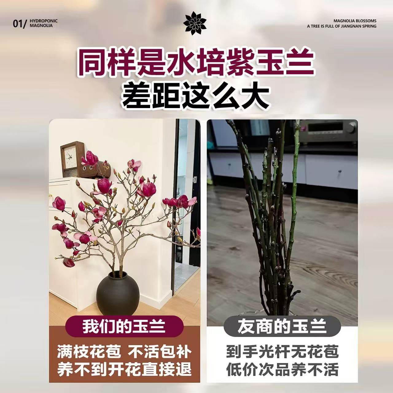 重瓣玉兰盆栽真能四季开花还浓香？2026年家庭绿植新宠怎么选？