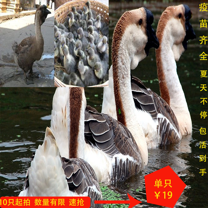 Large fertilized eggs can hatch live geese Purebred lion head goose goose live seed eggs Large seed goose egg live head