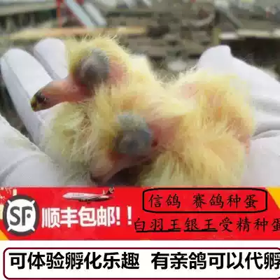 White feather King Pigeon live pigeon live breeding pigeon pair of live fertilized eggs can hatch pigeon racing pigeon egg is now picked up on the same day