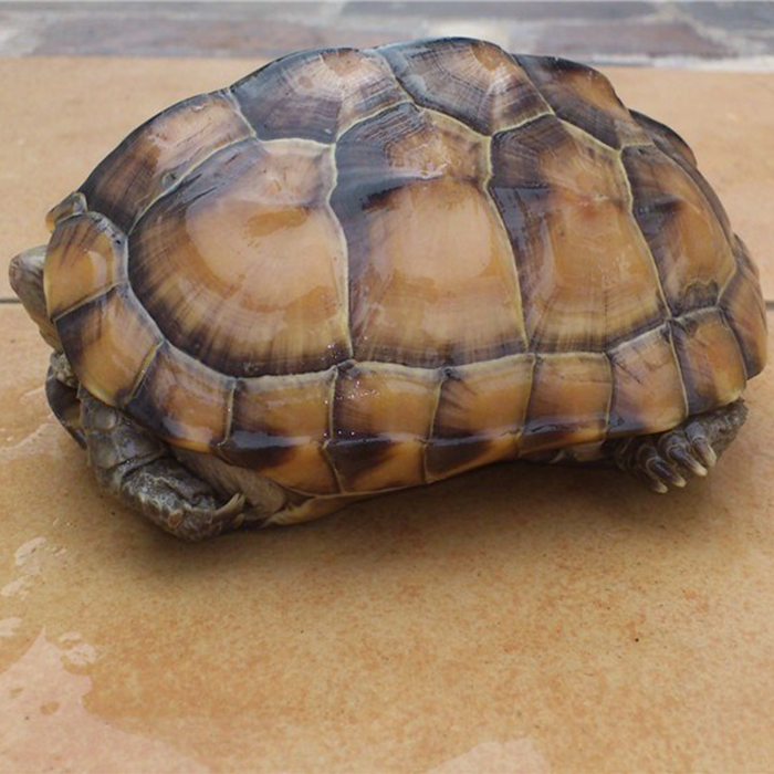 Live tortoise Giant Extra large edible tortoise Live tortoise Large tortoise Vegetable tortoise Edible PET town house Lucky