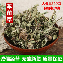 Plantain fresh Chinese herbal medicine wild plantain dried 500g bagged whole plantain herb dandelion tea
