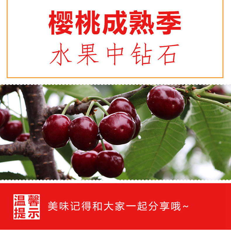新鲜上市 大连美早大樱桃 2斤 果径26-28mm 图9