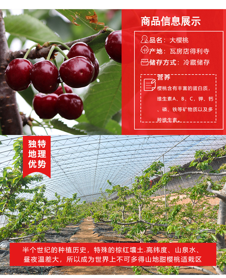 新鲜上市 大连美早大樱桃 2斤 果径26-28mm 图5